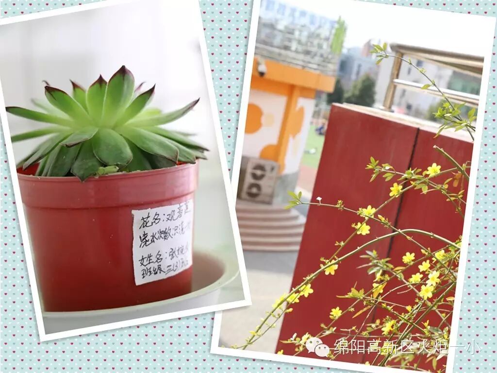 【火一动态】我找到了春天