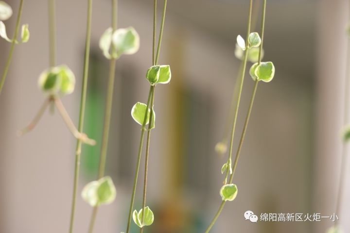 【火一ZUI校园】ZUI美校园