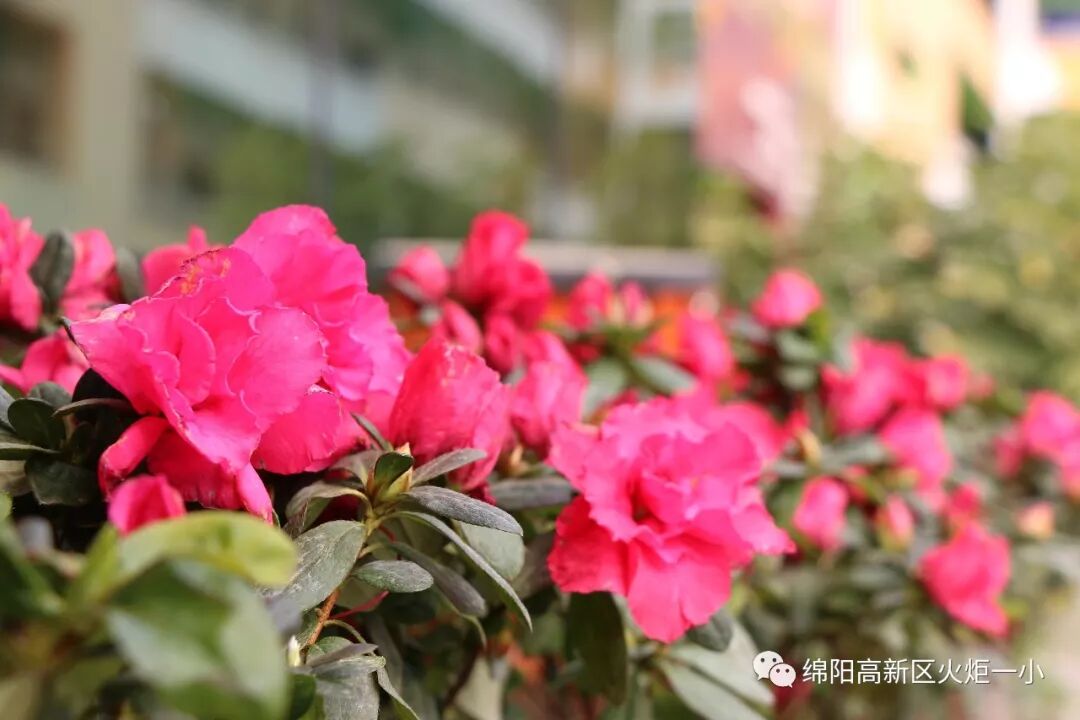 【火一动态】亲爱的校园，我回来啦！
