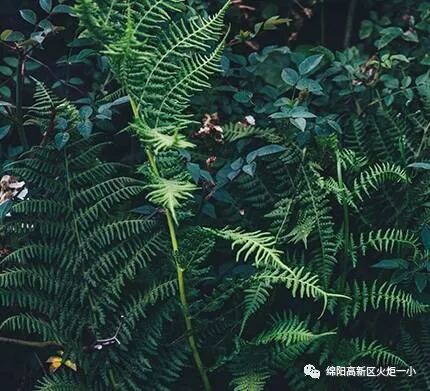 【火一班主任节】万千告白 为你而来——班主任节五大主题系列活动