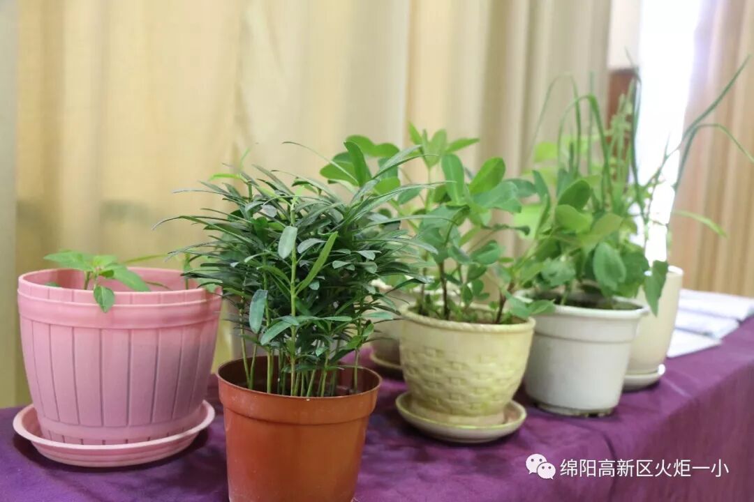 【火一动态】火炬一小“TRI”(主题 探究 整合)课程展示活动
