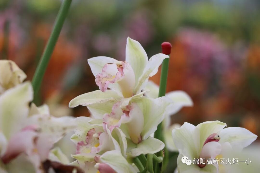 【火一动态】绘兰之雅  结兰之交 ——及月社户外绘画活动