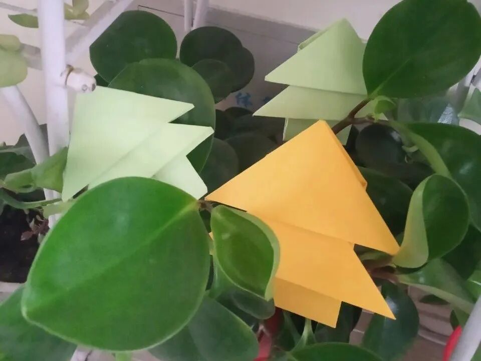 【火一动态】3.12战疫情,守绿意—火一娃巧手“造林”