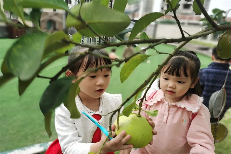 【一幼动态】秋日,与你“柚”戏|火炬一幼第一届“柚子节”活动