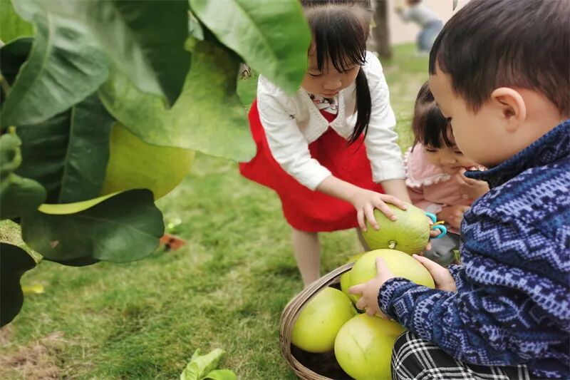 【一幼动态】秋日,与你“柚”戏|火炬一幼第一届“柚子节”活动
