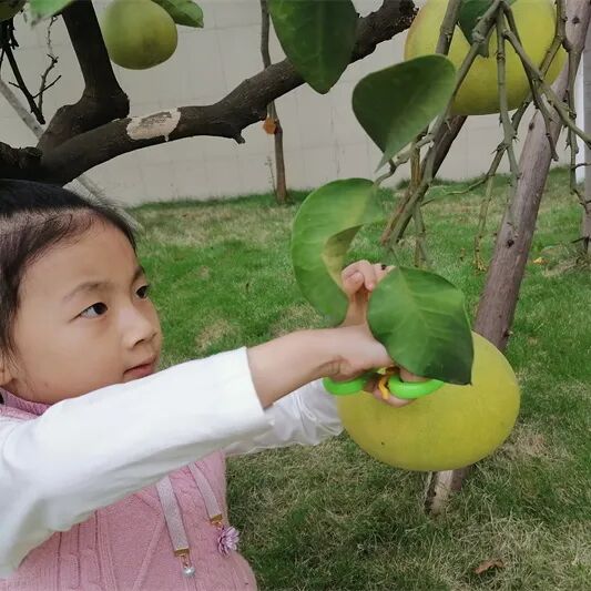 【一幼动态】秋日,与你“柚”戏|火炬一幼第一届“柚子节”活动