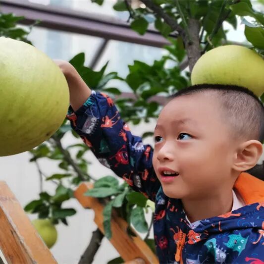 【一幼动态】秋日,与你“柚”戏|火炬一幼第一届“柚子节”活动