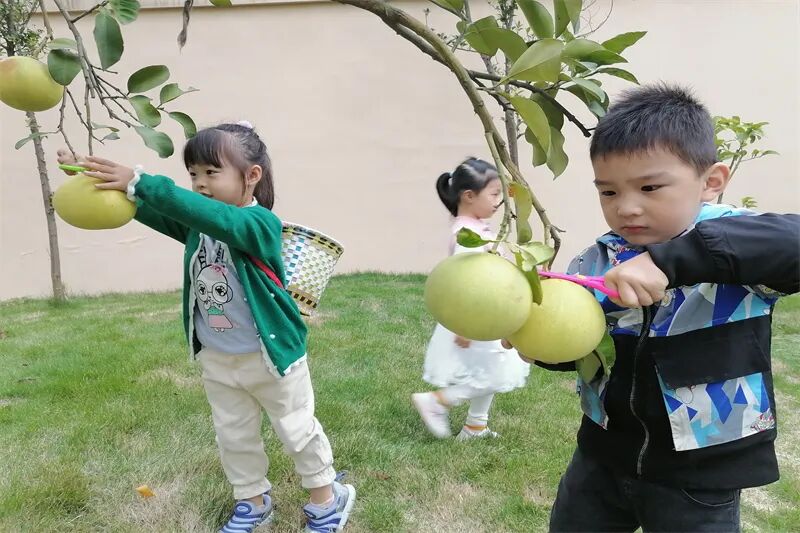 【一幼动态】秋日,与你“柚”戏|火炬一幼第一届“柚子节”活动
