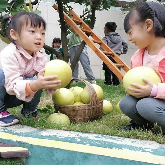 【一幼动态】秋日,与你“柚”戏|火炬一幼第一届“柚子节”活动
