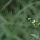 火一动态|笔端生芳华  情满中秋月|| 火炬一小教师节/中秋节“双节”庆祝活动