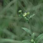 火一动态|笔端生芳华  情满中秋月|| 火炬一小教师节/中秋节“双节”庆祝活动