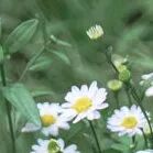 火一动态|笔端生芳华  情满中秋月|| 火炬一小教师节/中秋节“双节”庆祝活动