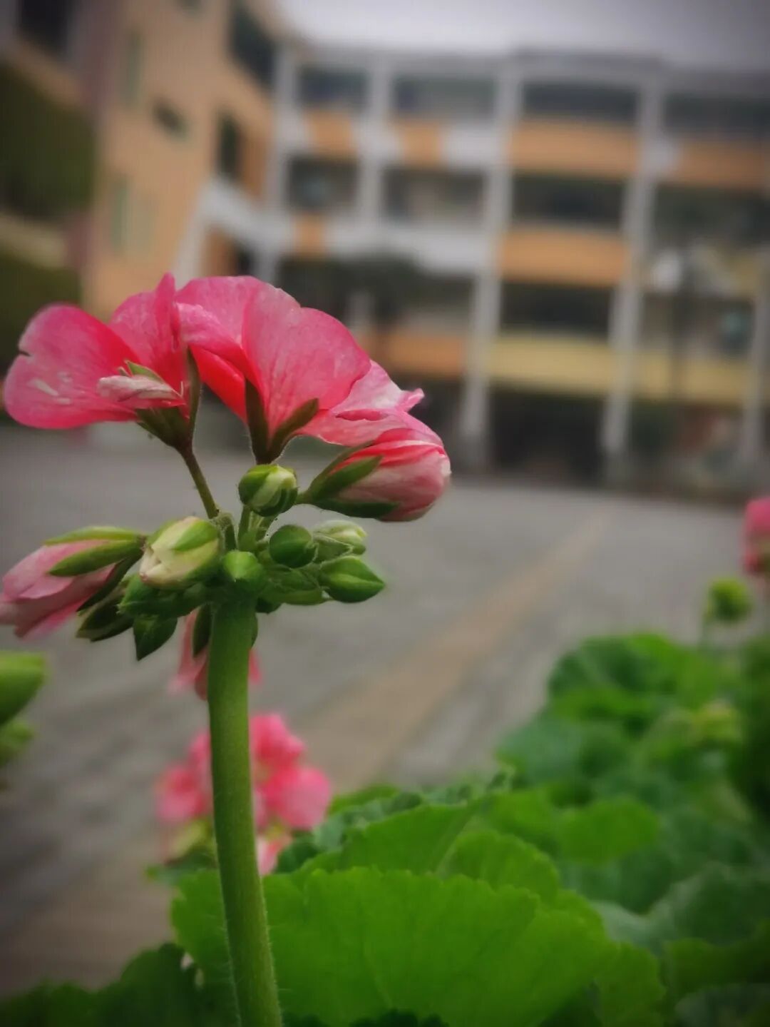 火一动态｜芳华自在  笑颜如花||火炬一小三八女神节送祝福活动