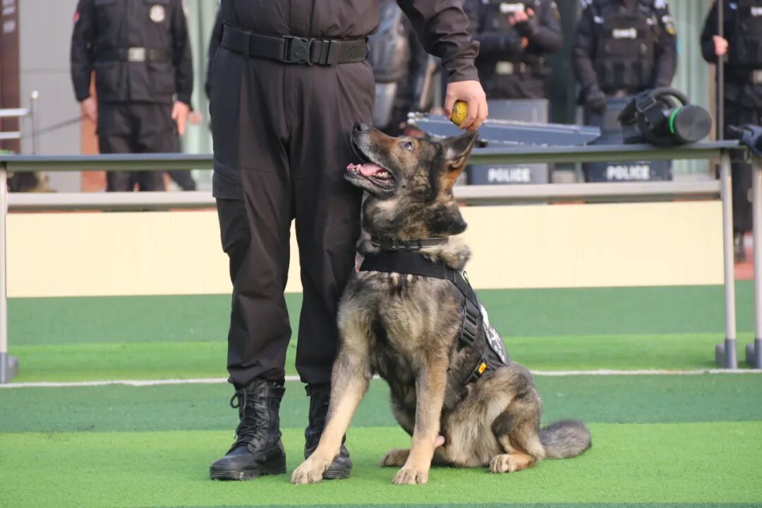 火一动态丨当“警察节”遇上一场特别“联盟”——绵阳市公安局特巡警支队与高新区火炬一小开展警营开放日活动