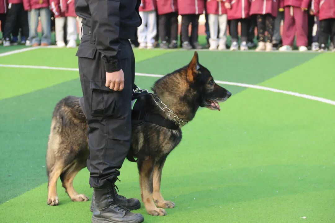 火一动态丨当“警察节”遇上一场特别“联盟”——绵阳市公安局特巡警支队与高新区火炬一小开展警营开放日活动
